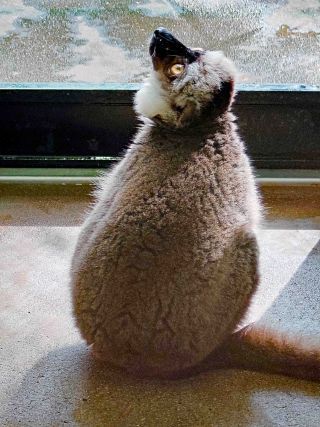 「一水」さんからの投稿写真＠川崎市立夢見ヶ崎動物公園