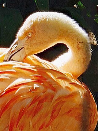 「一水」さんからの投稿写真＠川崎市立夢見ヶ崎動物公園