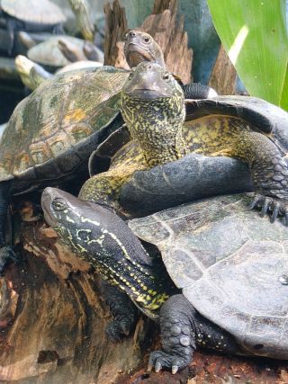 「一水」さんからの投稿写真＠川崎市立夢見ヶ崎動物公園