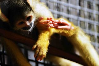 「一水」さんからの投稿写真＠川崎市立夢見ヶ崎動物公園