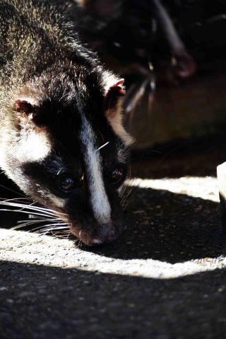 「一水」さんからの投稿写真＠川崎市立夢見ヶ崎動物公園
