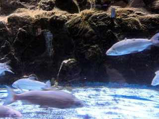 「ひでくん」さんからの投稿写真＠アクアマリンいなわしろカワセミ水族館