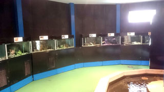 「ひでくん」さんからの投稿写真＠山方淡水魚館