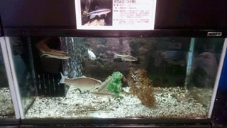 「ひでくん」さんからの投稿写真＠山方淡水魚館