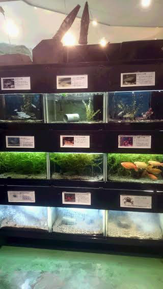 「ひでくん」さんからの投稿写真＠山方淡水魚館