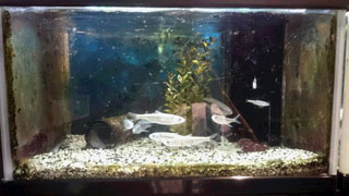 「ひでくん」さんからの投稿写真＠山方淡水魚館