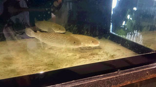 「ひでくん」さんからの投稿写真＠山方淡水魚館