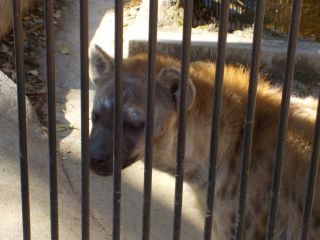 「Panchanʕ•ᴥ•ʔ」さんからの投稿写真＠大宮公園小動物園