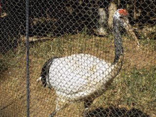 「Panchanʕ•ᴥ•ʔ」さんからの投稿写真＠大宮公園小動物園