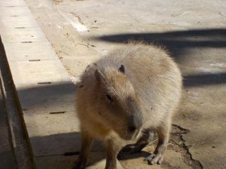 「Panchanʕ•ᴥ•ʔ」さんからの投稿写真＠大宮公園小動物園