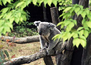 「写楽」さんからの投稿写真＠埼玉県こども動物自然公園