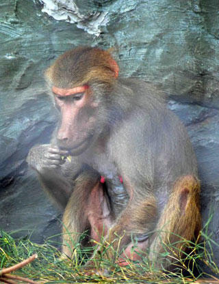 「写楽」さんからの投稿写真＠横浜市立金沢動物園