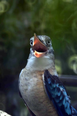 「写楽」さんからの投稿写真＠横浜市立金沢動物園