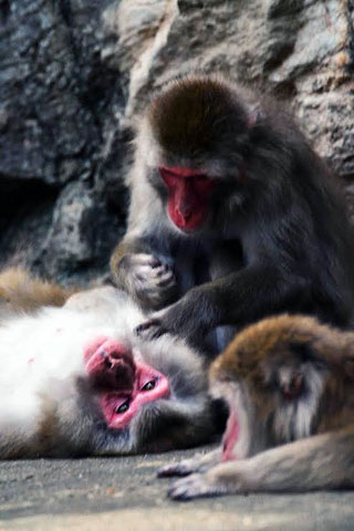 「写楽」さんからの投稿写真＠横浜市立金沢動物園