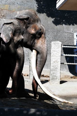 「写楽」さんからの投稿写真＠横浜市立金沢動物園