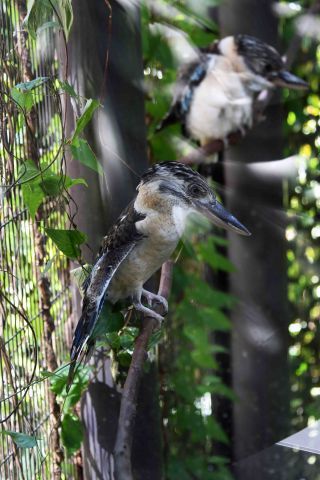 「写楽」さんからの投稿写真＠横浜市立金沢動物園