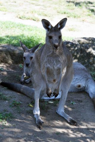 「写楽」さんからの投稿写真＠横浜市立金沢動物園