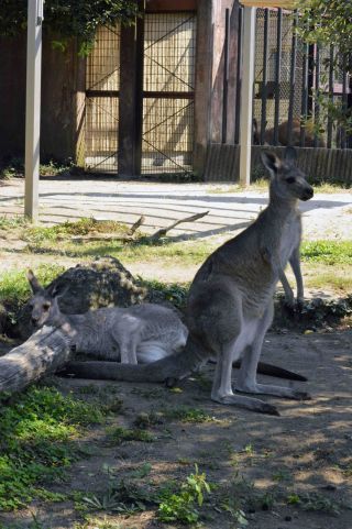 「一水」さんからの投稿写真＠横浜市立金沢動物園