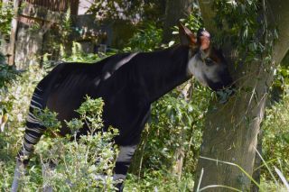 「一水」さんからの投稿写真＠横浜市立金沢動物園