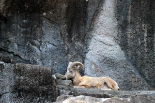 「一水」さんからの投稿写真＠横浜市立金沢動物園