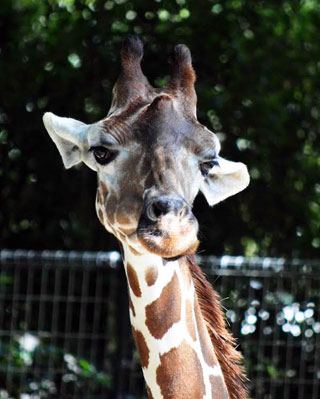 「写ガ～ル」さんからの投稿写真＠横浜市立金沢動物園