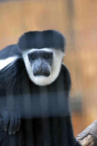 「写楽」さんからの投稿写真＠横浜市立金沢動物園