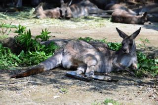 「写楽」さんからの投稿写真＠横浜市立金沢動物園