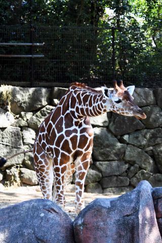 「写楽」さんからの投稿写真＠横浜市立金沢動物園