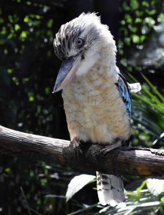 「写ガール」さんからの投稿写真＠横浜市立金沢動物園