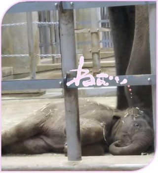 「菜見」さんからの投稿写真＠東山動物園