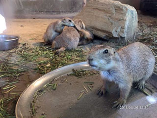 「とし」さんからの投稿写真＠みさき公園