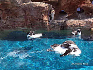 「とし」さんからの投稿写真＠みさき公園
