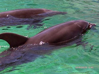 「とし」さんからの投稿写真＠みさき公園