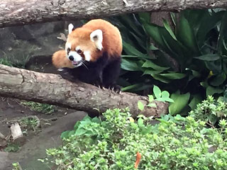 「まゆぼう」さんからの投稿写真＠横浜市立野毛山動物園