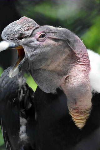 「一水」さんからの投稿写真＠横浜市立野毛山動物園