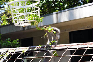 「写楽」さんからの投稿写真＠横浜市立野毛山動物園