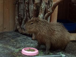 「きょん」さんからの投稿写真＠神戸市立須磨海浜水族園