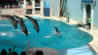 「あかさたなはたやら」さんからの投稿写真＠神戸市立須磨海浜水族園