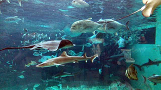 「saja」さんからの投稿写真＠神戸市立須磨海浜水族園