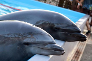 「saja」さんからの投稿写真＠神戸市立須磨海浜水族園