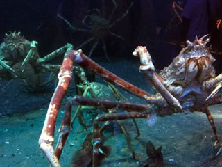 「saja」さんからの投稿写真＠神戸市立須磨海浜水族園