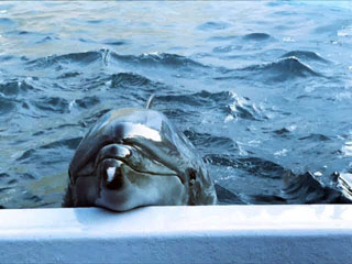「saja」さんからの投稿写真＠神戸市立須磨海浜水族園