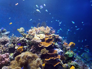 「ぼのぼの」さんからの投稿写真＠神戸市立須磨海浜水族園