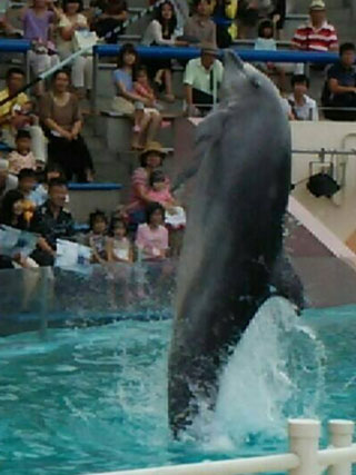 「あかさたなはたやら」さんからの投稿写真＠神戸市立須磨海浜水族園