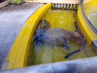 「ぼのぼの」さんからの投稿写真＠神戸市立須磨海浜水族園