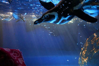 「かずよ」さんからの投稿写真＠神戸市立須磨海浜水族園