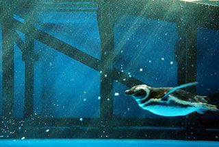 「かずよ」さんからの投稿写真＠神戸市立須磨海浜水族園