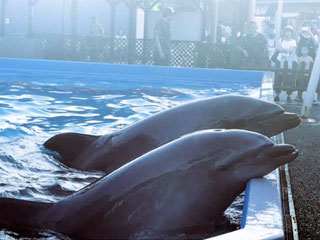 「saja」さんからの投稿写真＠神戸市立須磨海浜水族園