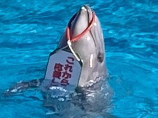 「zerolyst」さんからの投稿写真＠南知多ビーチランド