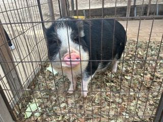 「ひとりーな」さんからの投稿写真＠しろとり動物園